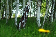 весенний лес - 3.jpg title=
